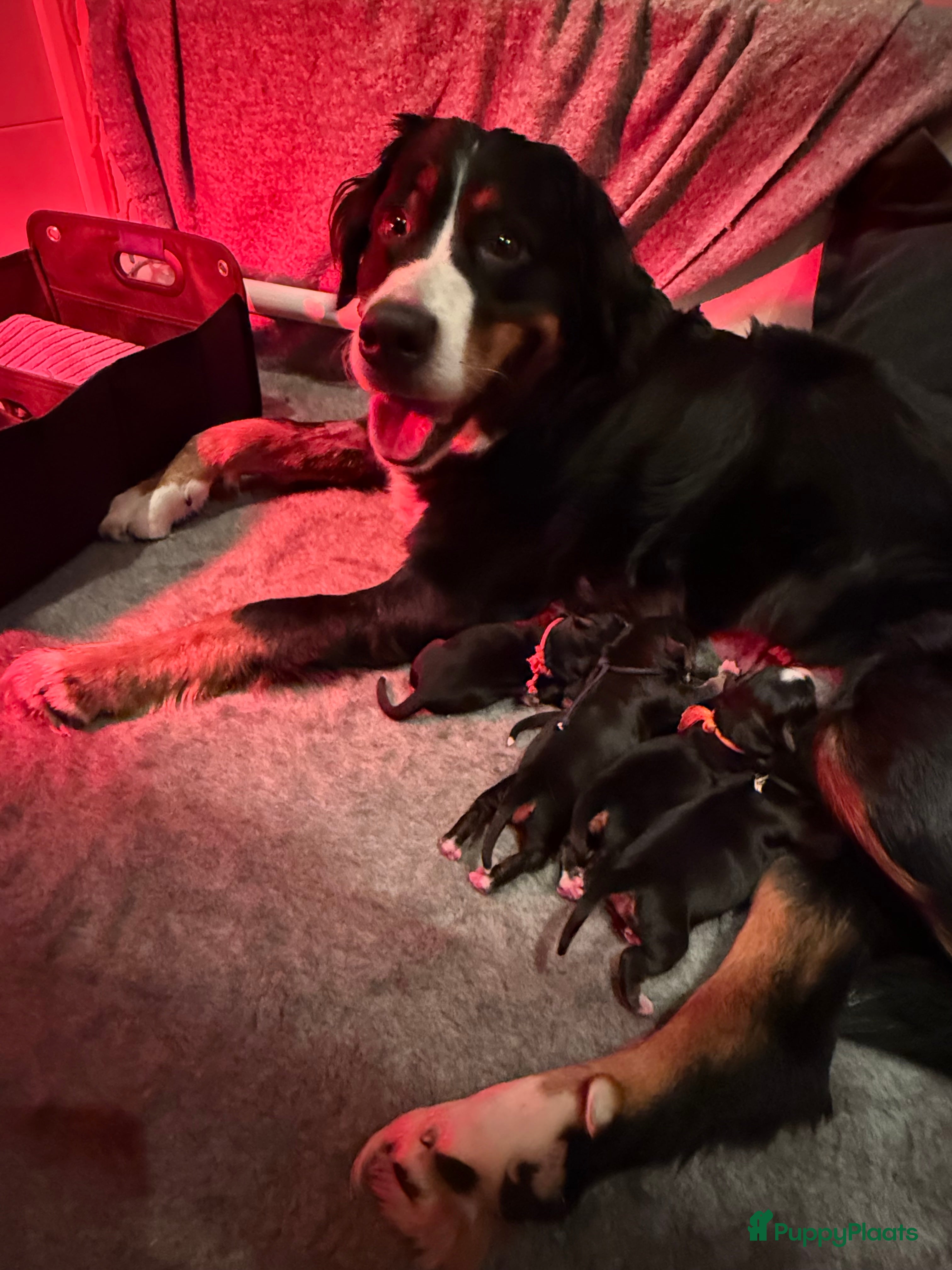 Berner Sennenhond honden Berner Sennen puppy's zoeken een liefdevol huis - Advertentie 10