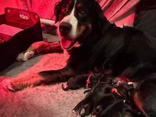 Berner Sennenhond honden Berner Sennen puppy's zoeken een liefdevol huis - Advertentie 10