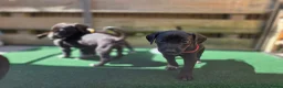 Kruising honden te koop: Prachtige Labradoodle x Dalmatiër puppy's! - Advertentie 23