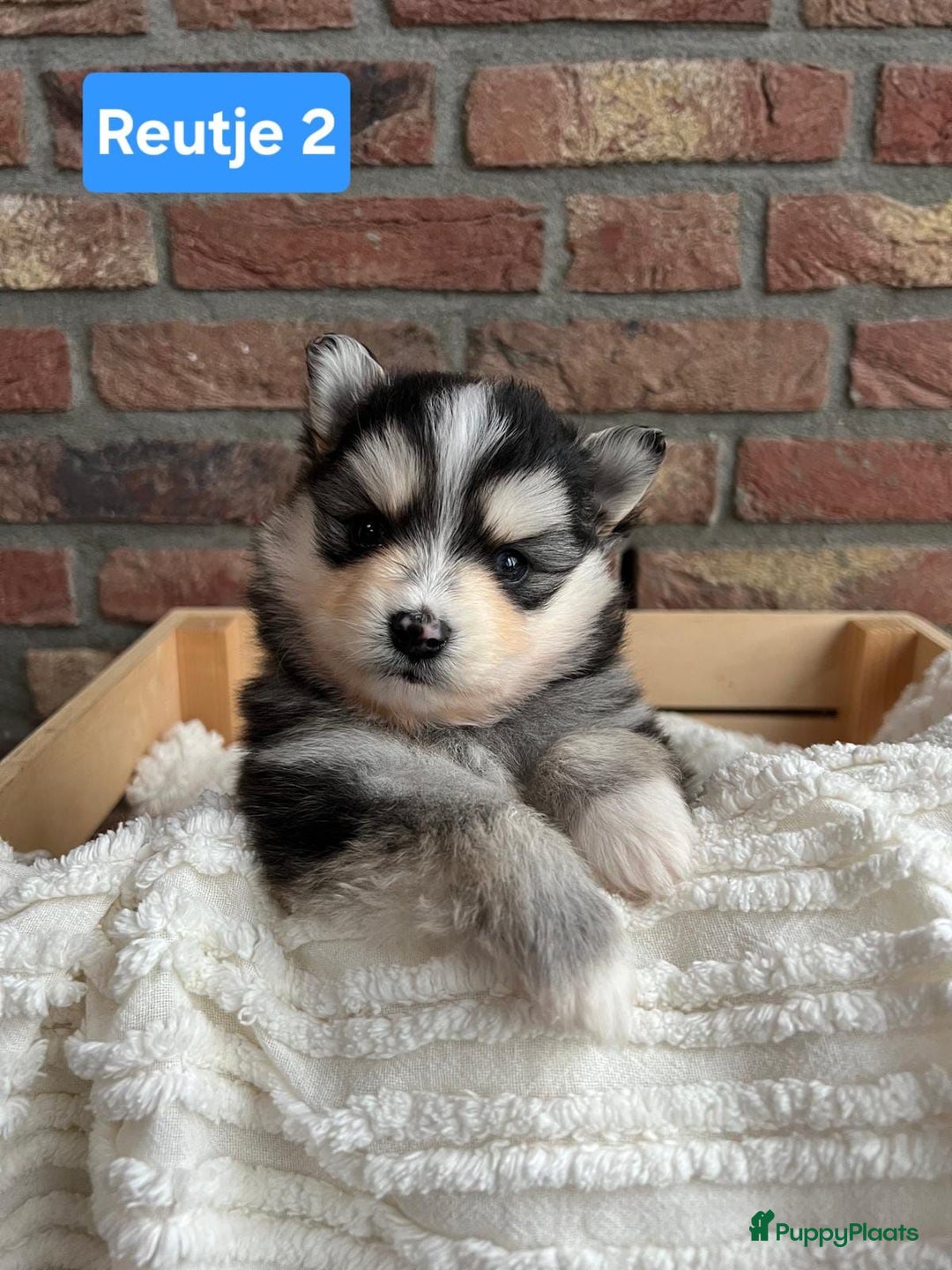 Kruising honden te koop: Mooie pomsky pups te koop - Advertentie 3