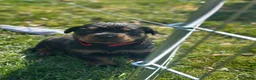 Rottweiler honden te koop: Lieve rottweiler pups te koop - Advertentie 16