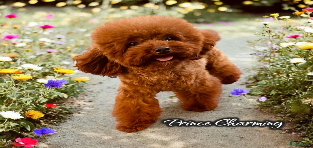 Galerij afbeelding {{count}}