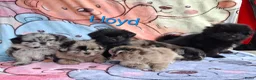 Kruising honden te koop: Prachtig Shiranian F1 pup reu shih tzu x pomeriaan - Advertentie 1