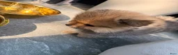 Pomeriaan honden te koop: Pomeriaan pups  - Advertentie 4