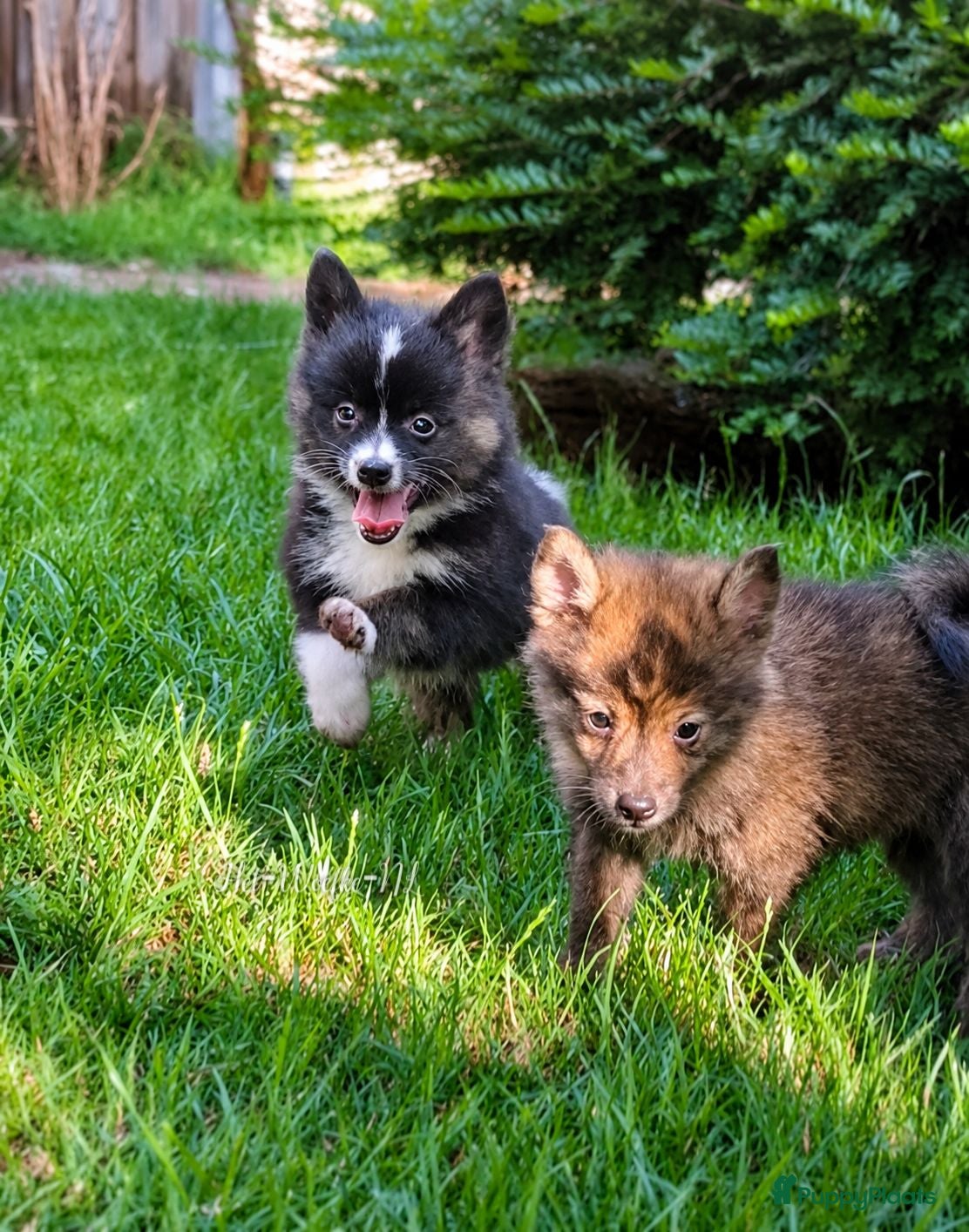 Pomsky honden Twix 💙 F1b pomsky reu - Advertentie 3