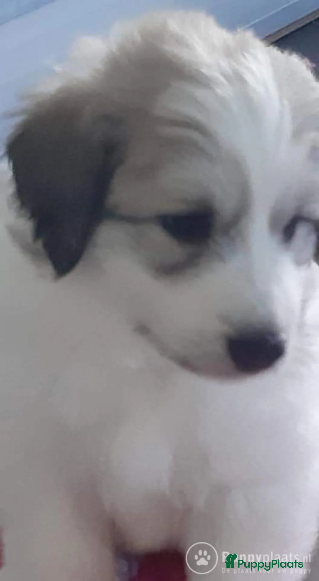 Pyreneese Berghond honden ter dekking: Ter Dekking in Wellerlooi - Advertentie 5