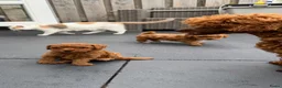Poedel Toy honden te koop: 5 prachtige toy poedel reutjes  - Advertentie 5