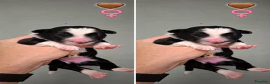 Border Collie 5