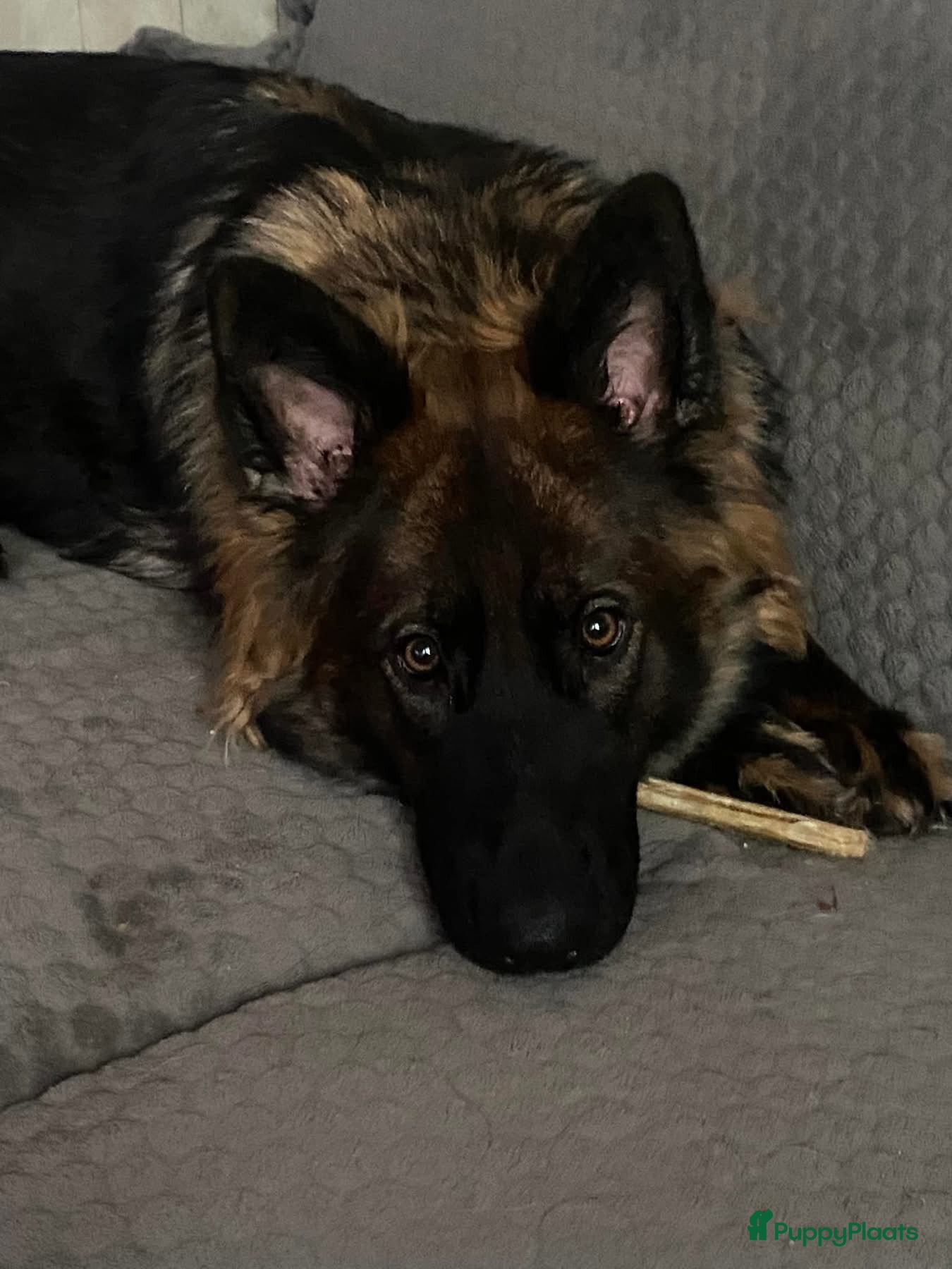 Duitse Herder honden Duitse Herder Langstokhaar zoekt een nieuwe thuis  - Advertentie 1