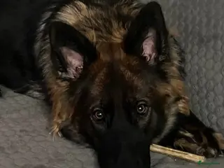 Duitse Herder honden Duitse Herder Langstokhaar zoekt een nieuwe thuis - Advertentie 1