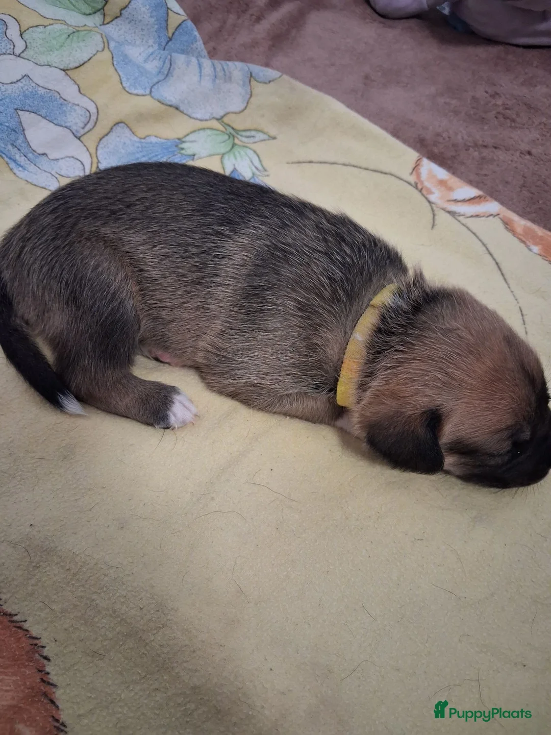 Kruising honden te koop: Te koop mooie pups - Advertentie 18