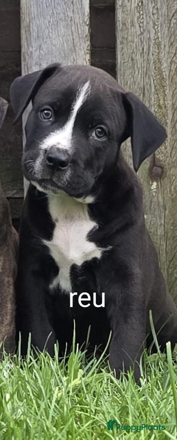 Kruising honden Pups mogen het nest verlaten. boerboel x stafford - Advertentie 10