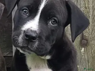 Kruising honden Pups mogen het nest verlaten. boerboel x stafford - Advertentie 10