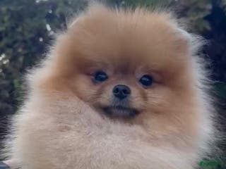 Pomeriaan honden Raszuivere Pomeranian puppies te Koop - Advertentie 2