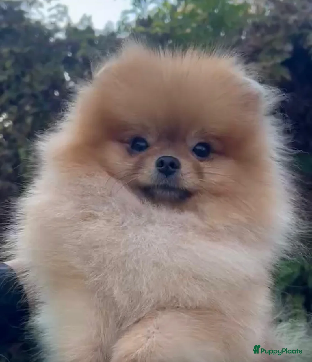 Pomeriaan honden te koop: Raszuivere Pomeranian puppies te Koop - Advertentie 1