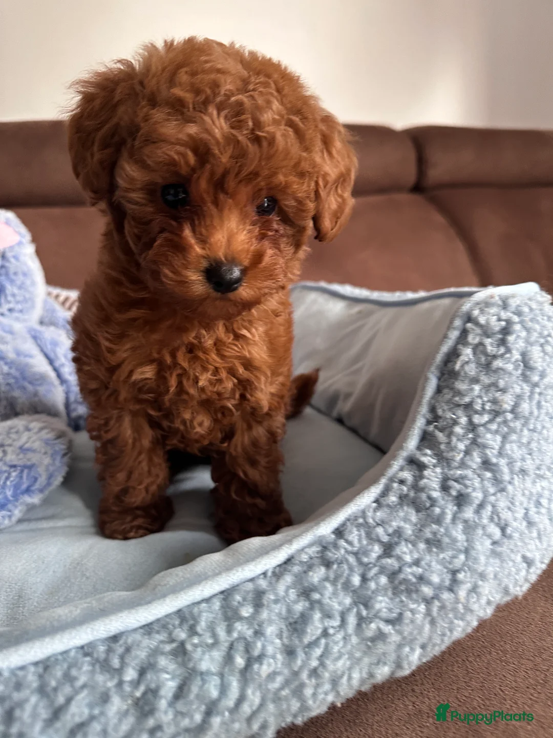 Poedel Toy honden te koop: Toypoedel puppy’s – liefdevolle gezinnen gezocht - Advertentie 7