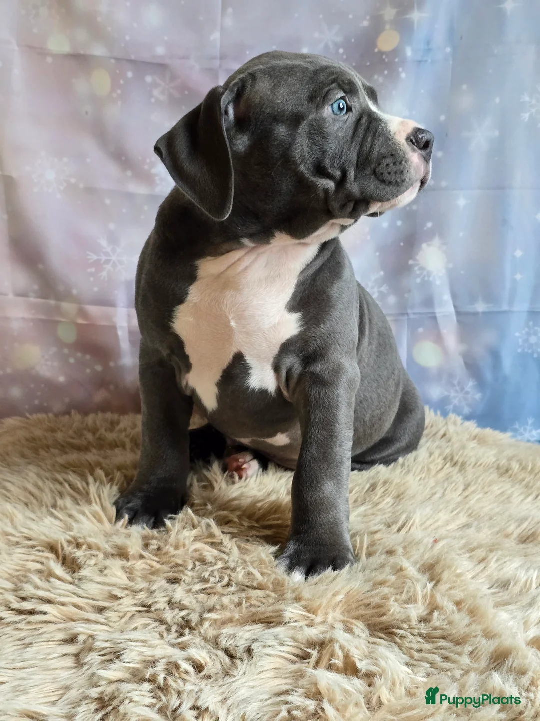 Amerikaanse Bully honden te koop: American Bully XL met ABKC stamboom  - Advertentie 9