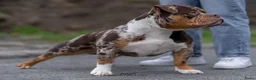Amerikaanse Bully honden ter dekking: American Bully dekreu (getest) - Advertentie 4