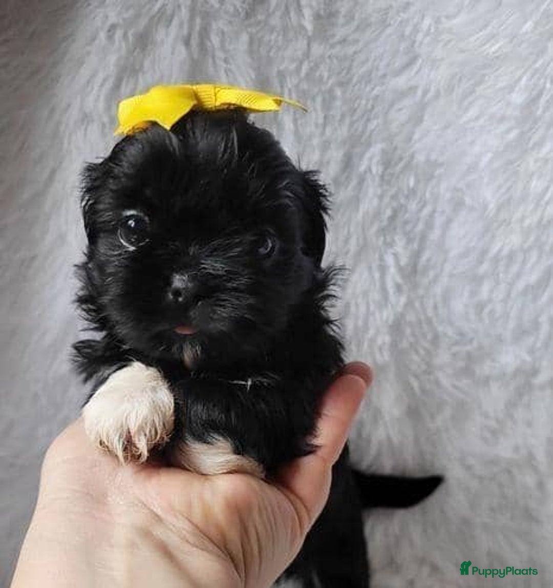 Shih Tzu honden te koop: Imperial Shih Tzu pups te koop - Advertentie 8
