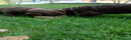 Labradoodle honden te koop: Lieve Labradoodle pups zoeken gouden mandje - Advertentie 15