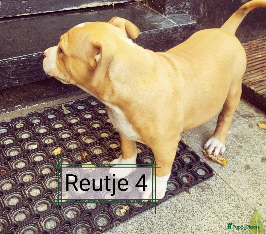 American Staffordshire Terriër honden te koop: Amerikaanse stafford pups  - Advertentie 13