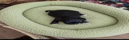 Poedel Toy honden te koop: 4 toy poedel pupjes reutjes  - Advertentie 8