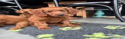 Australian Labradoodle honden te koop: Prachtig nest labradoodles (medium) - Advertentie 3