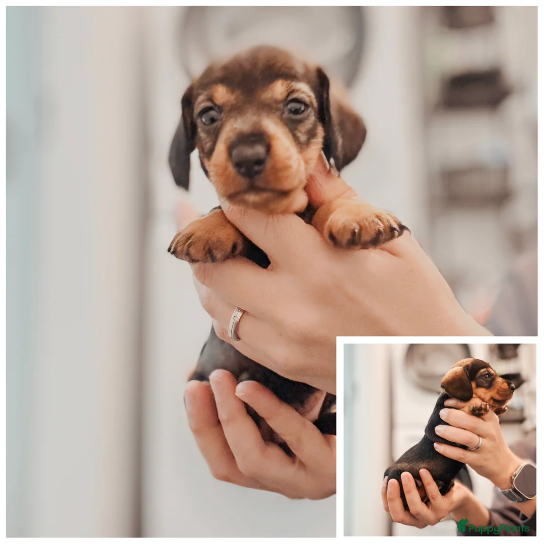 Ruwhaar Teckel honden te koop: Kaninchen/dwerg ruwharige teckeltjes  - Advertentie 6