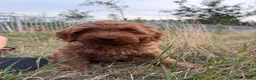 Labradoodle honden te koop: Mooie mini Labradoodle pups! - Advertentie 6