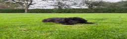 Kruising honden te koop: Boomer x Poedel (Boompoo) pups - Advertentie 9