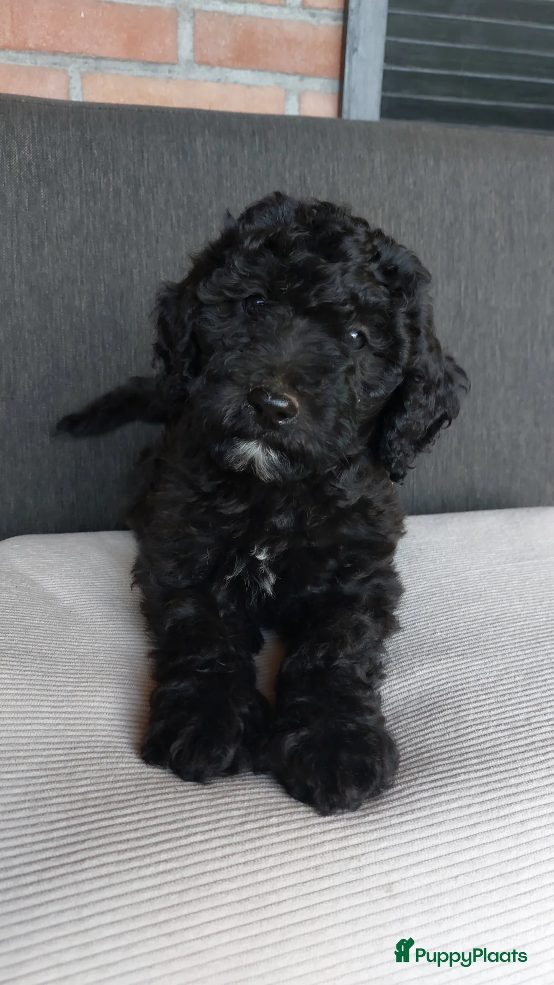 Labradoodle honden te koop: Nog 2 knappe labradoodles  - Advertentie 2