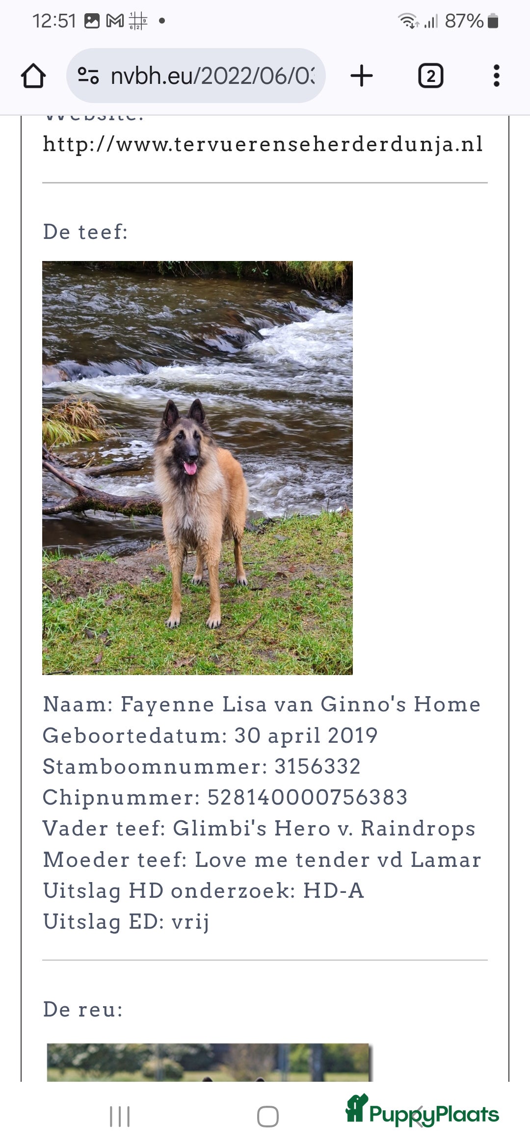 Tervuerense Herder honden te koop: Tervuerense herder pups - Afbeelding 11
