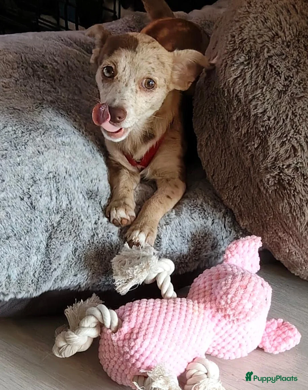 Pomchi honden te koop: Lieve pup zoek huisje  - Advertentie 6