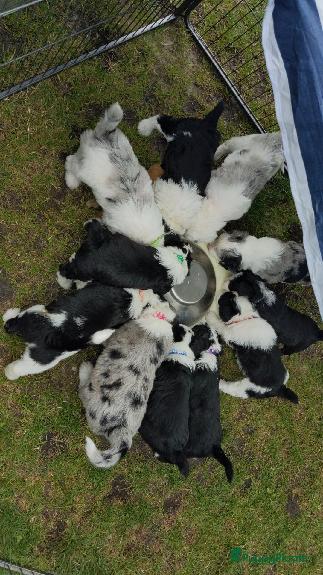 Kruising honden te koop: Mooi, lief en slim! hypoallergene Spaanse aussies - Afbeelding 17