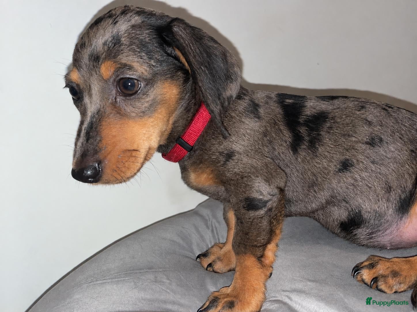 Dwergteckel honden 5 Schattige Miniature Dachshund Prinsesjes 🩷🐾 - Advertentie 2