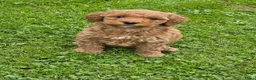 Labradoodle honden te koop: Labradoodle puppie's prachtige kleuren. - Advertentie 6