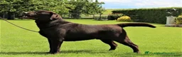 Labrador Retriever honden te koop: Nest verwacht  in Dordrecht - Advertentie 2