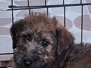 Kruising honden Westfalen terrier pups - Advertentie 5