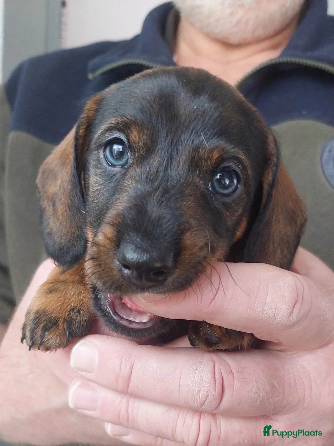 Ruwhaar Teckel honden te koop: 4 prachtige ruwhaar dwergteckels te koop, - Advertentie 7