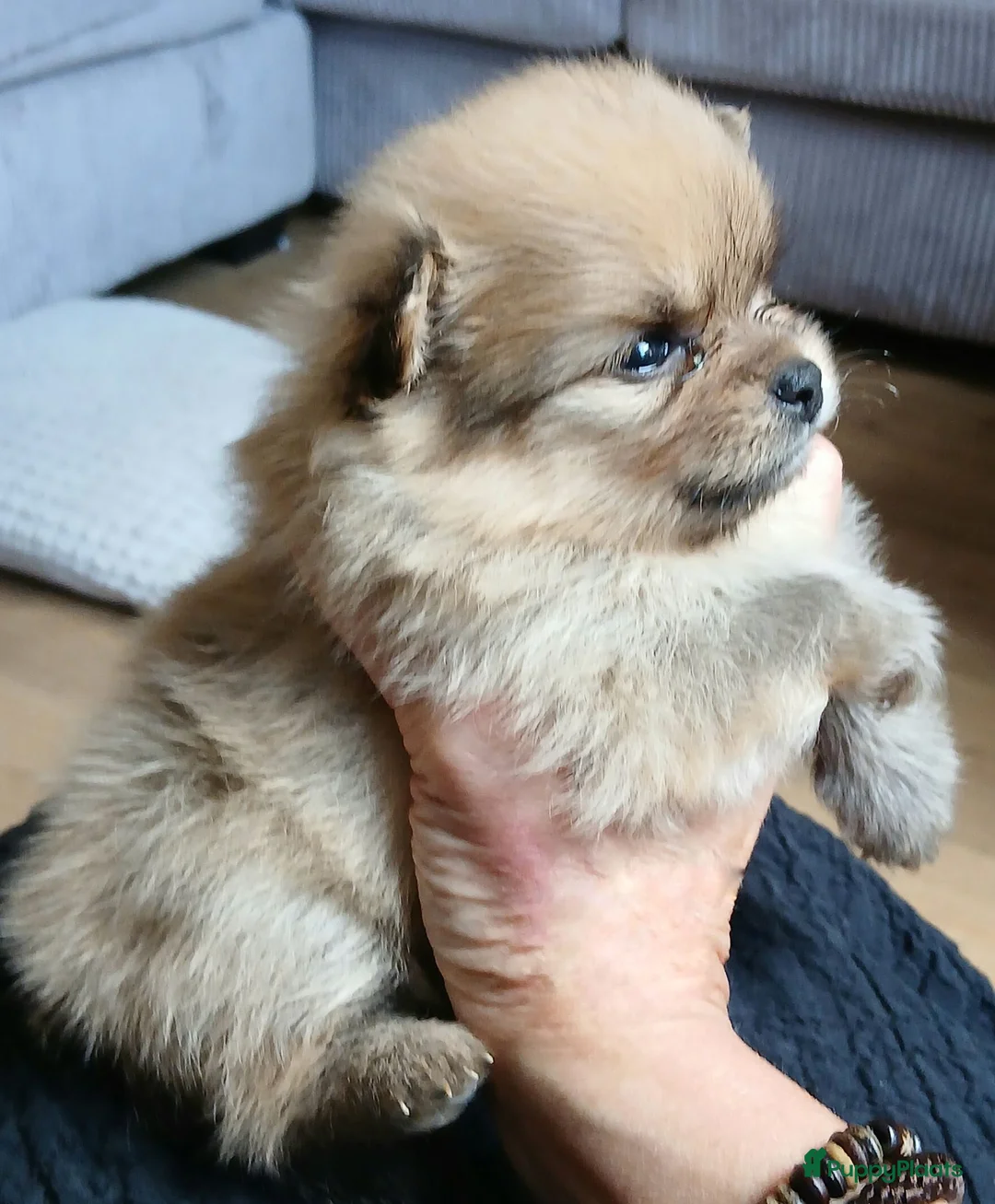 Pomchi honden te koop: Pomeriaan pups - Advertentie 22