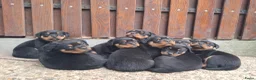 Rottweiler honden te koop: Rottweiler pups met stamboom  - Advertentie 2