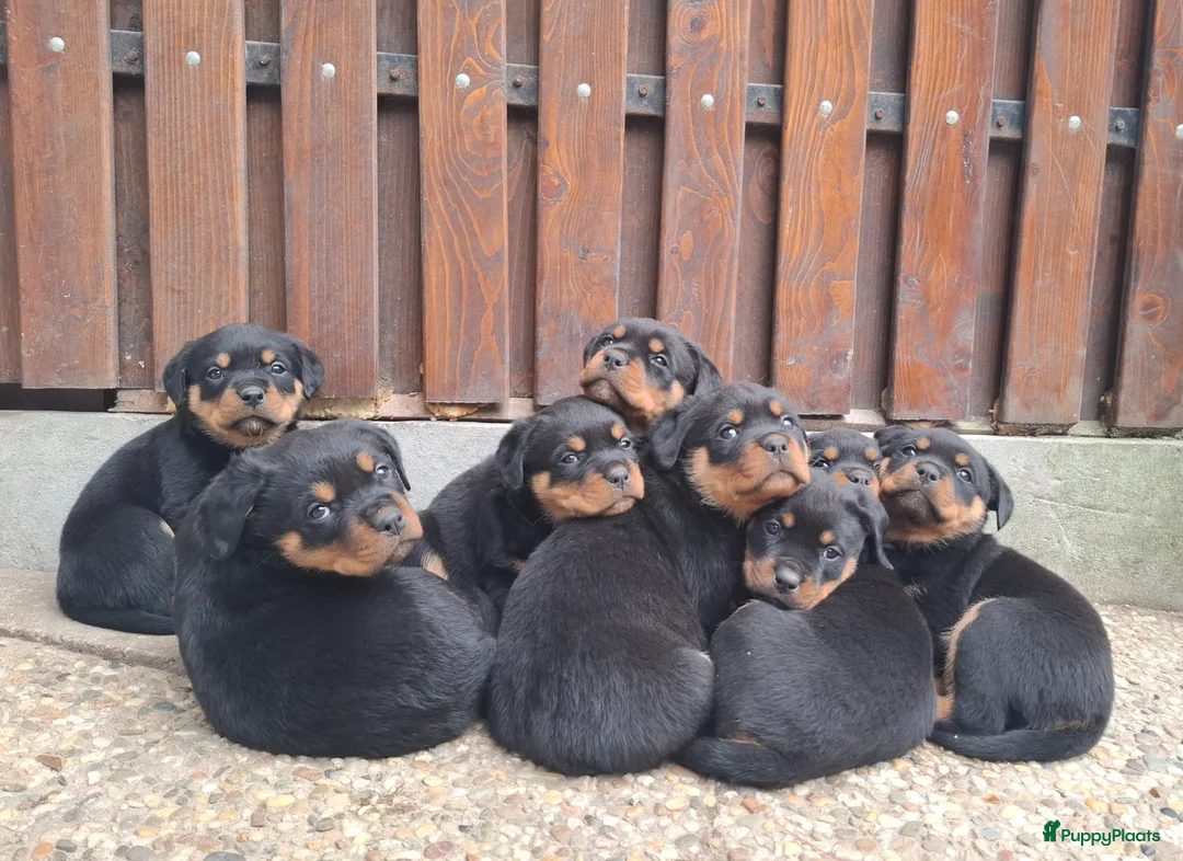 Rottweiler honden te koop: Rottweiler pups met stamboom  - Advertentie 2