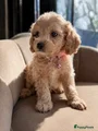 Maltipoo Puppy 6