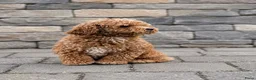 Cavapoo honden te koop: Prachtige Cavapoo pups beschikbaar  - Advertentie 16