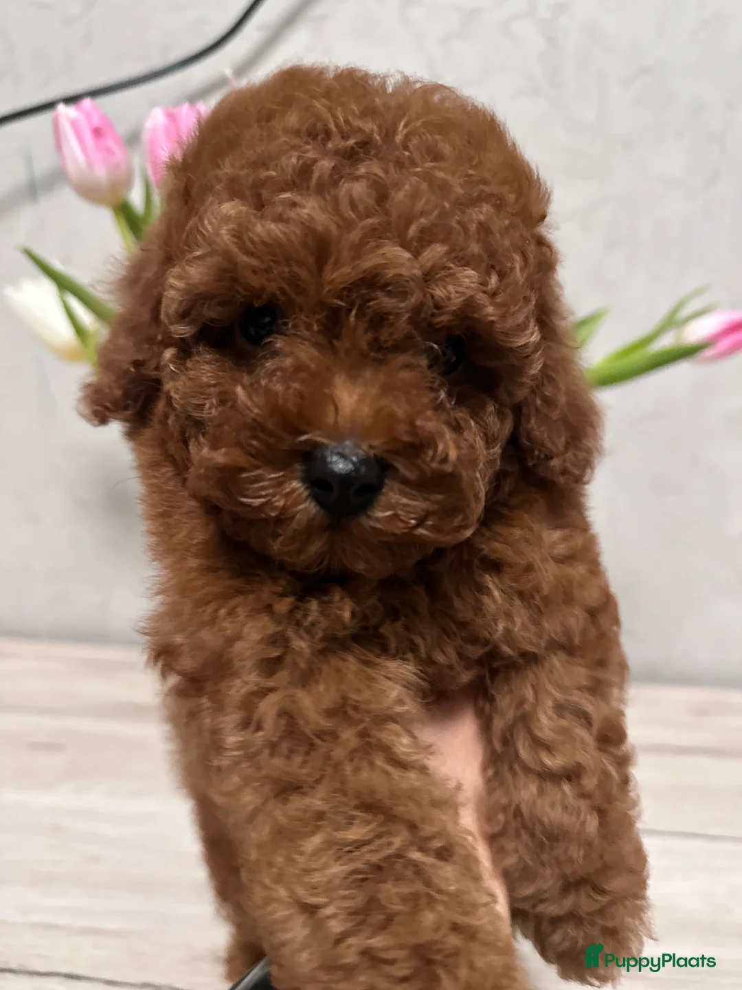 Poedel Toy honden te koop: Schattige Toy Poedel puppy’s in rode (red) kleur - Advertentie 10