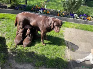 Labradoodle honden 5 bruine Labradoodles met witte aftekeningen - Advertentie 1