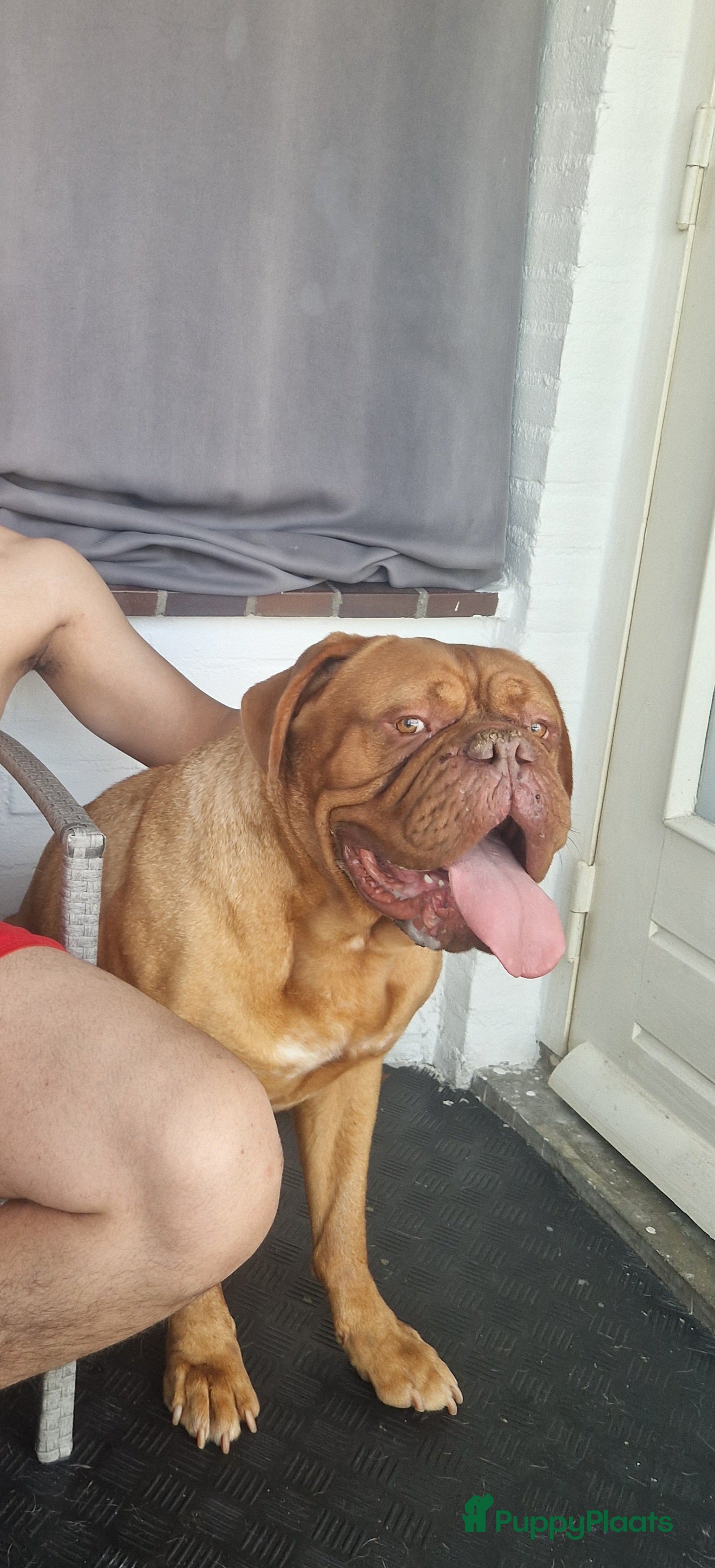 Bordeaux Dog honden Bordeaux dog zoekt nieuwe huisje  - Advertentie 1