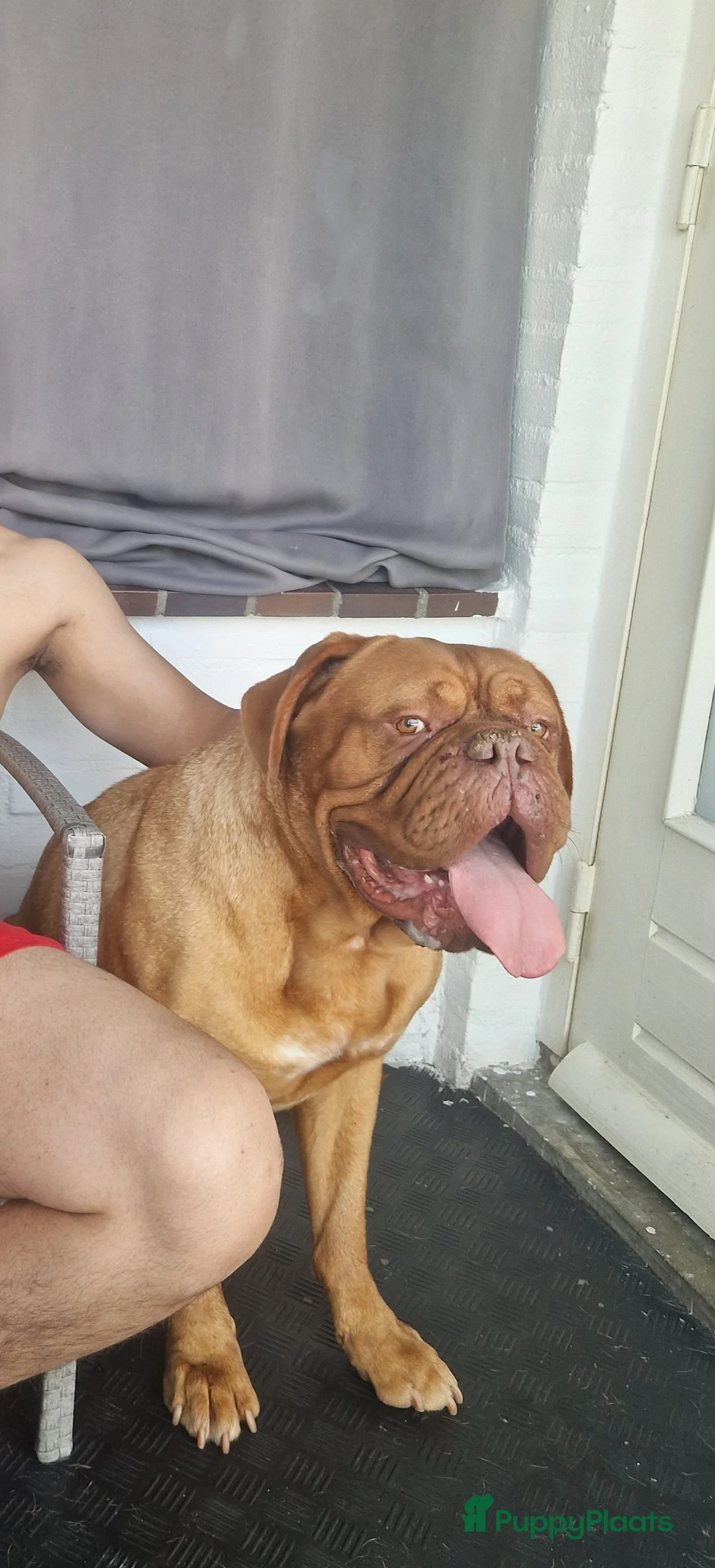 Bordeaux Dog honden te koop: Bordeaux dog zoekt nieuwe huisje  - Advertentie 1
