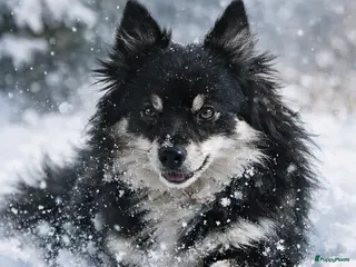 Pomsky honden Pomsky F2 pups - Advertentie 9