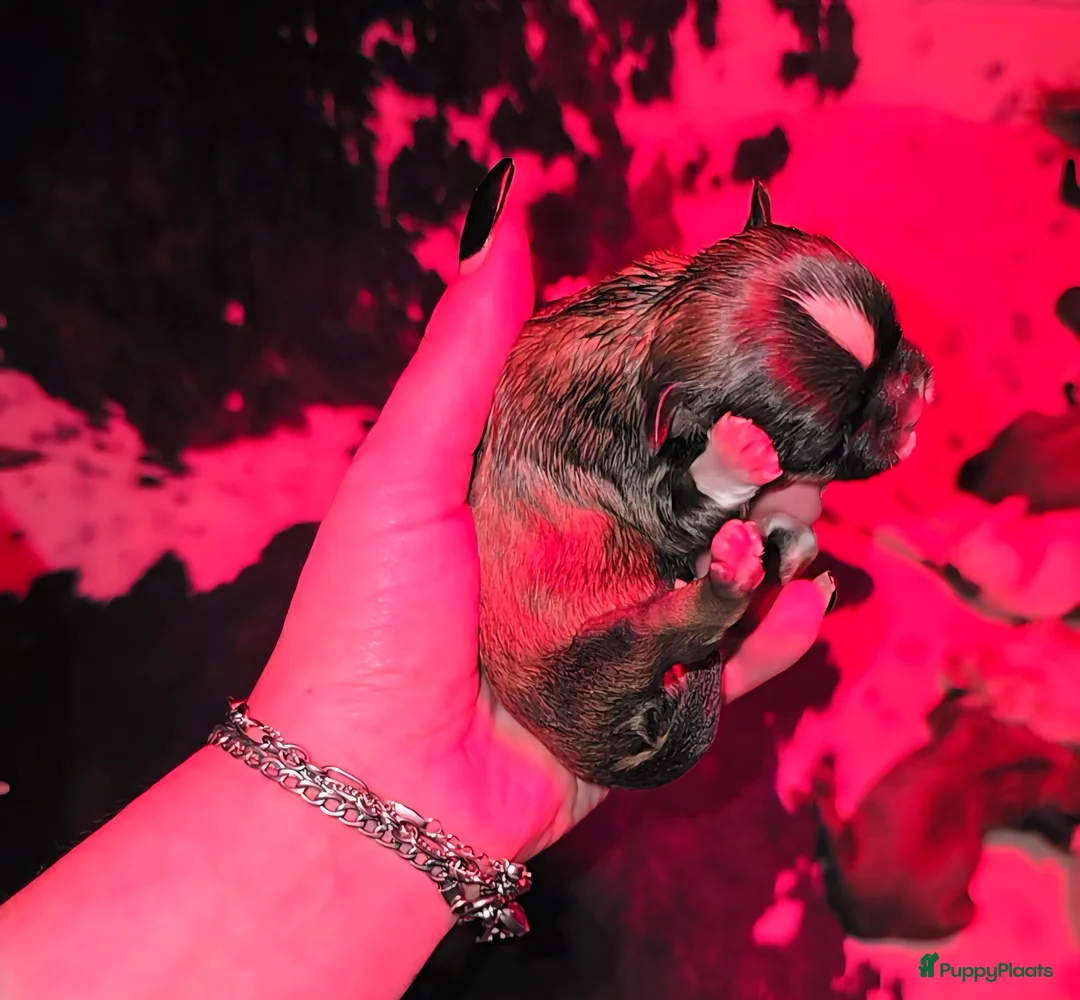 Kruising honden te koop: Boomer pups 14-1 geboren (Shih-Tzu x Boomer) - Advertentie 30